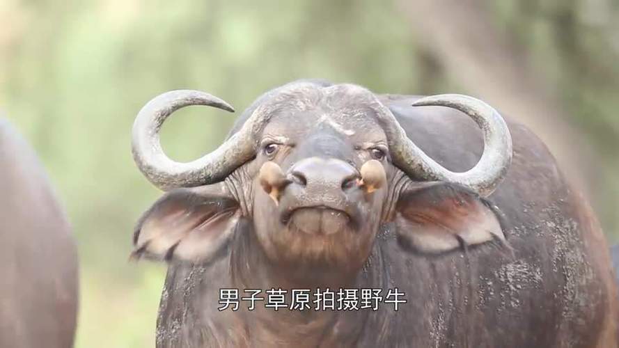 男子草原拍摄野牛不料牛鼻处出现异物放大后发现真相