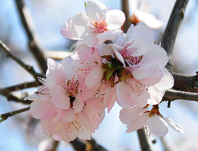 材料:粳米,杏花