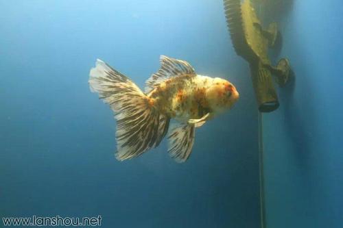 泰国进口五花巨人狮出售(山东马特)