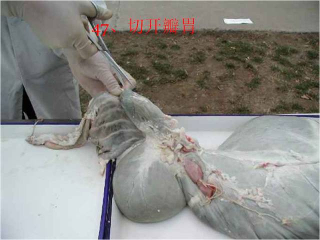 科普|羊疾病探视方法之病羊解剖(图文实操)