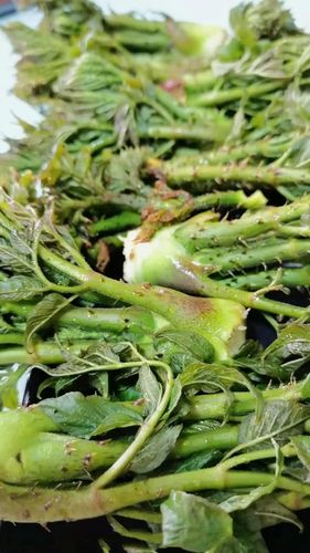 延边山野菜之王,每年采摘期不超10天,现在比猪肉还便宜!