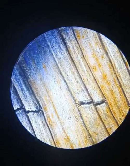 观察小鱼尾鳍内血液的流动