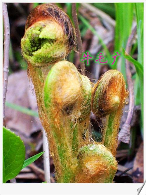 牛的不轻的一道野菜美食:葱香开胃牛毛广