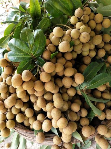 石硖龙眼 现在有大量茂名高州石硖上市,欢迎批发咨询我