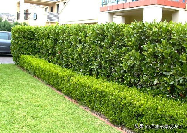 22种私家庭院常用的围墙绿篱希望对您有用