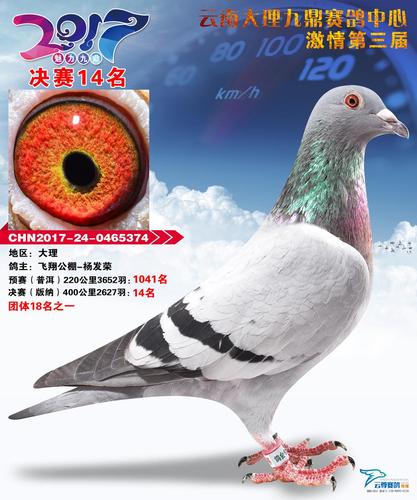 获奖鸽展示\决赛14名  名称 决赛14名 鸽主姓名 飞翔公棚-杨发荣