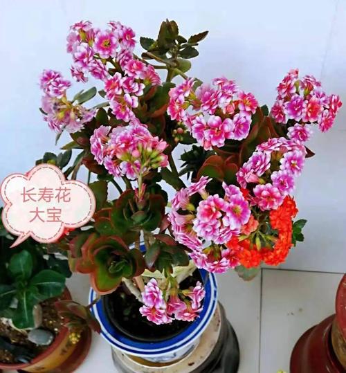 长寿花大宝,有着很赞的复色