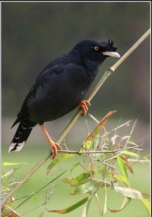 八哥鸟机灵聪明               