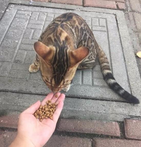 原创有些流浪猫真的喂不熟