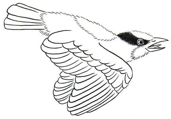 白描黑脸山雀图片