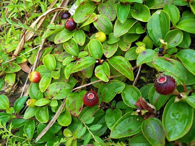 学名地菍,又称紫茄子,山辣茄,库卢子,地樱子,地枇杷,我们喜欢叫它"地