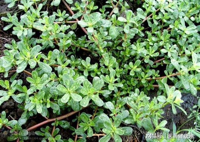 被称为天然抗生素的养生保健圣品田间很多一起来看看吧