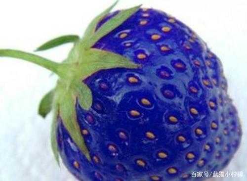 蓝色草莓,不知是否是变异品种