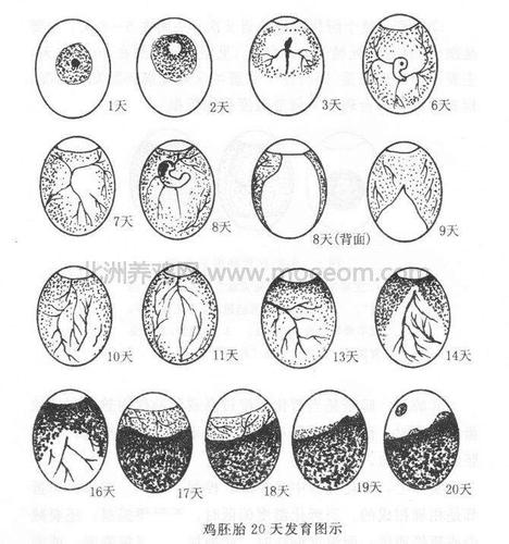孵化小鸡需要21天,这21天蛋壳里的小鸡都有哪些变化呢?