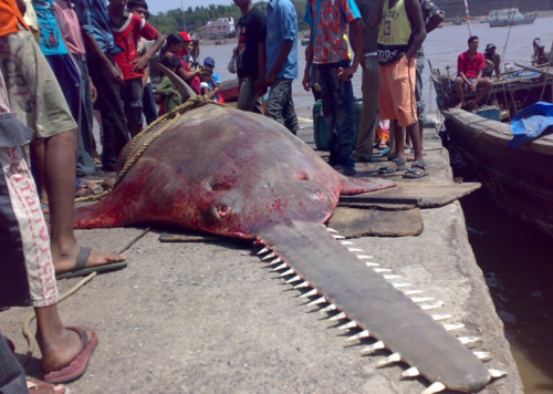 这条鱼的外形十分可怕,长着长长的锯齿形的头部,形似电锯,触目惊人.