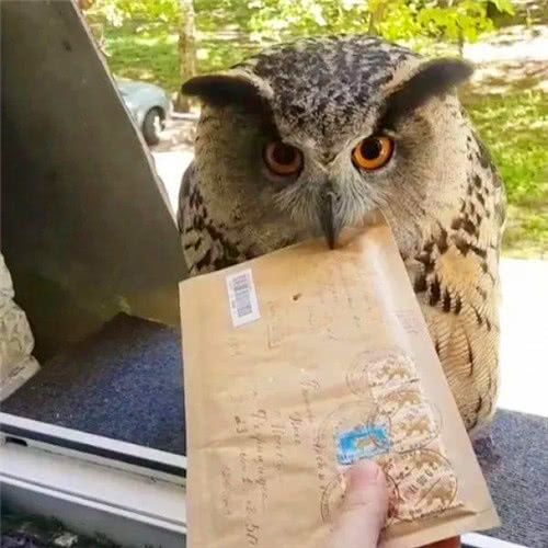 哈利波特的猫头鹰竟真实存在?叼着信封敲门画面仿佛穿越了