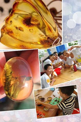 将亲手捉回来昆虫或植物,制作标本,变成琥珀,永久纪念