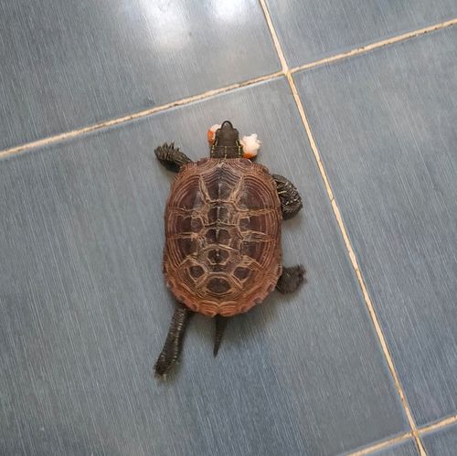 2021-04-25 15:39:01 缩头乌龟啊 删除|赞 (1)回应