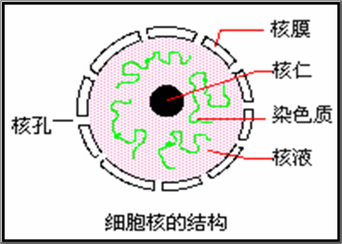 细胞核亚显微结构图: 向左转  向右转