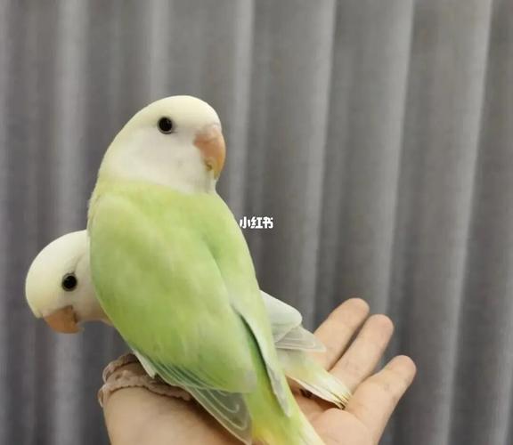 求购精品白面苹果绿奥闪牡丹鹦鹉,有意私!_鹦鹉_牡丹