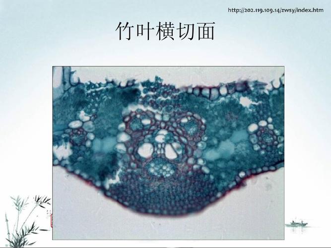 竹叶横切面