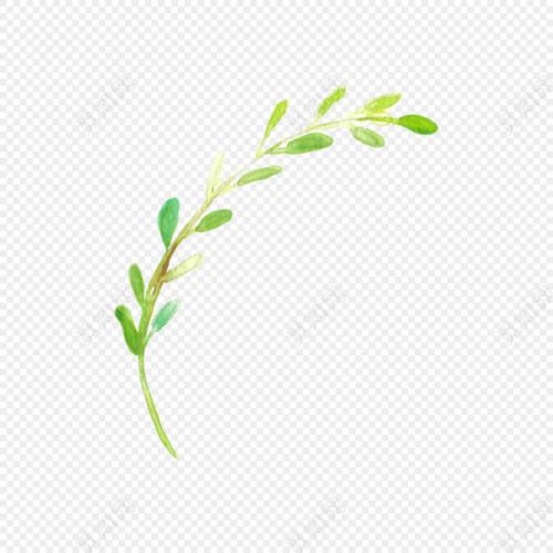 绿色手绘柳树枝矢量图片