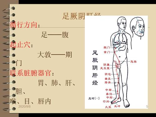中医经络之——9,足厥阴肝经