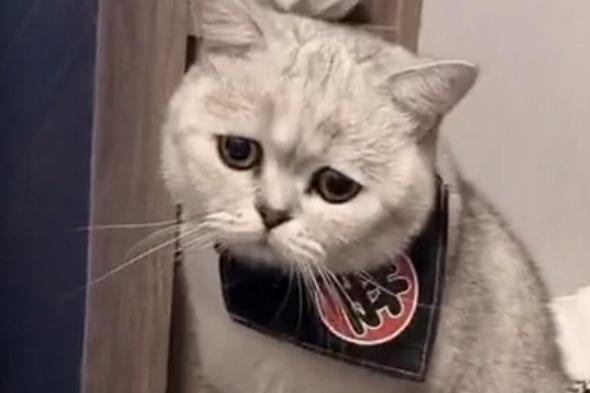 小猫咪为什么这么愁眉苦脸呢