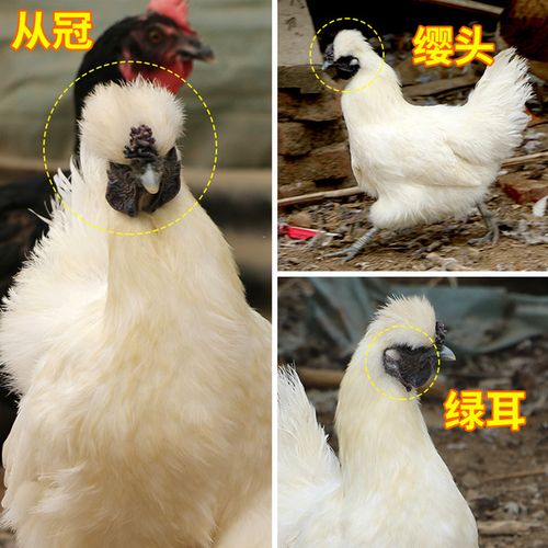 只顺丰包邮 1 正宗白凤乌鸡肉新鲜现杀活体农家散养乌骨鸡 乌鸡