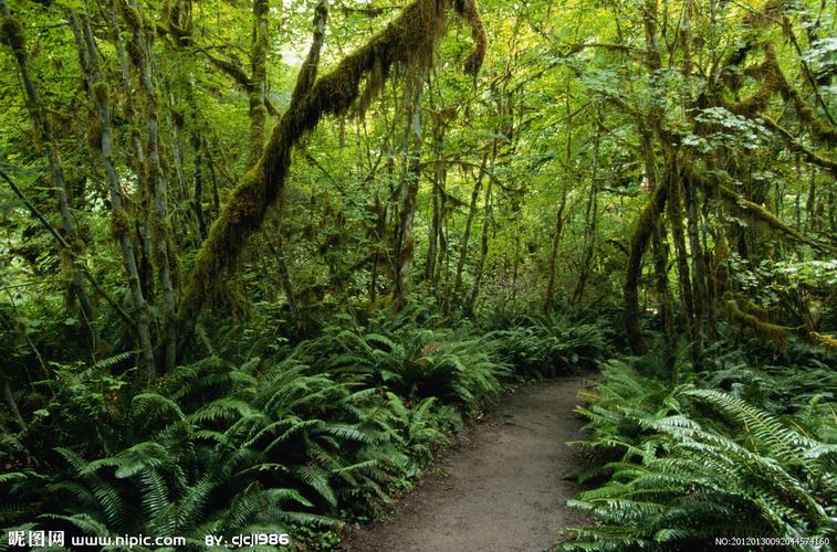 森林图片