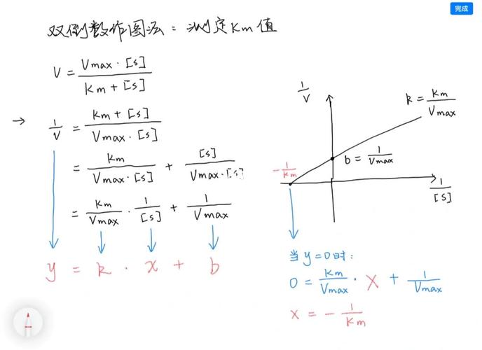 双倒数作图法_化学_生物化学_教育_教育其他