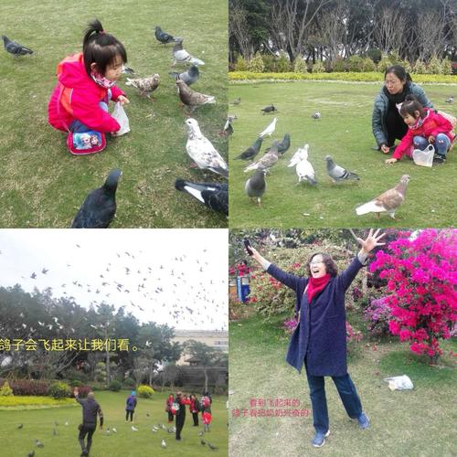 我在白鹭洲公园里喂鸽子,我买了两包鸽子食,一大群鸽子围着我,真好玩!