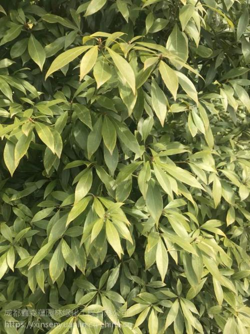 四川金丝楠木批发基地常绿乔木宝塔形是小叶桢楠基地