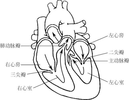 李寰教授:你的心脏是什么样子?