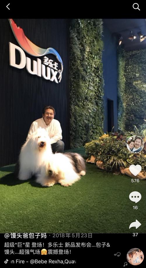 冷知识,月光变奏曲的二狗和多乐士狗狗是一家人