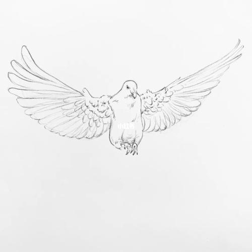 如何画一只鸽子_798艺术中心攻略_绘画_线稿_绘画日常