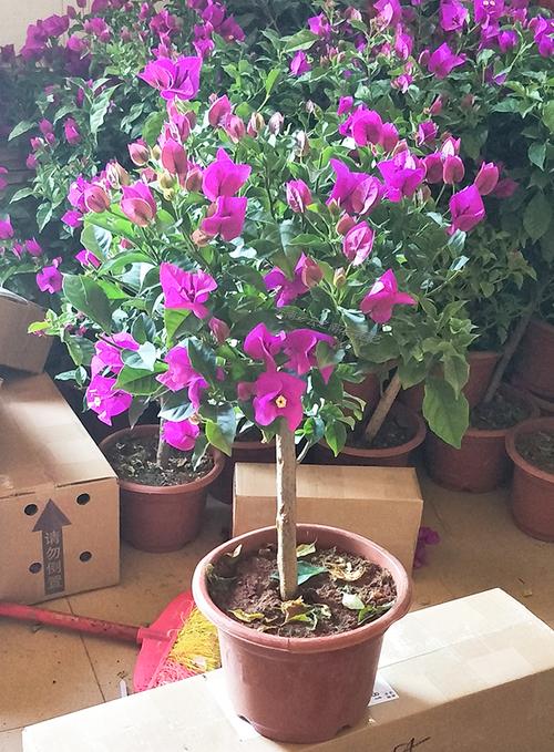 云南粗杆子三角梅红色深紫色室内攀援植物大苗颜色多样包邮包成活