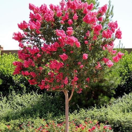 百日红紫薇批发 玫瑰红紫薇 园林绿化工程 观赏树种