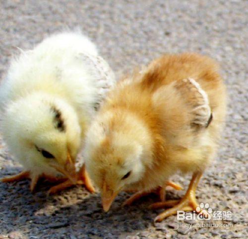 最有效区别公鸡和母鸡技巧