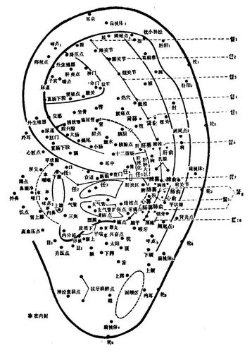耳部穴位