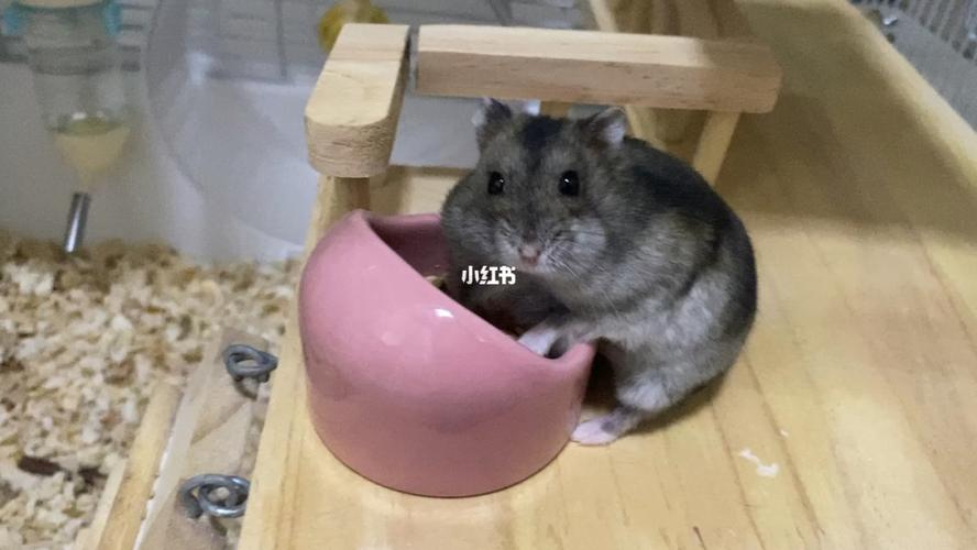 仓鼠|三线_仓鼠_宠物_宠物其他