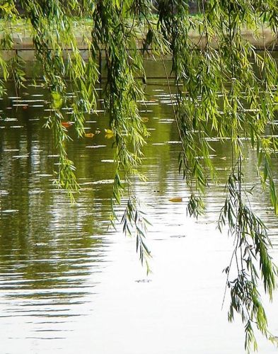 早春时节,好奇的我,时常跑到村南头的小河旁去看柳,看那初开的花蕊爬