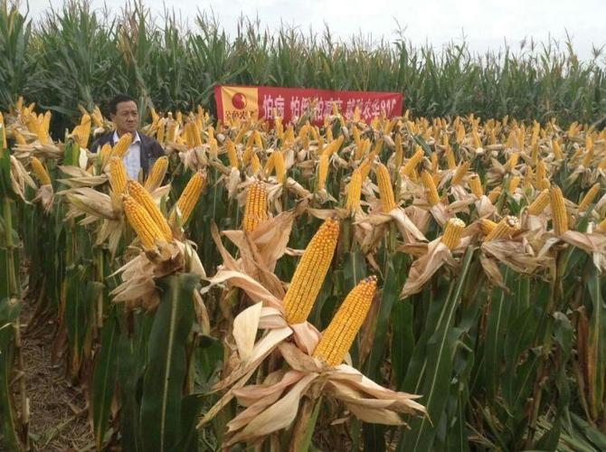 最新国审高密度超高产玉米新品种农华816