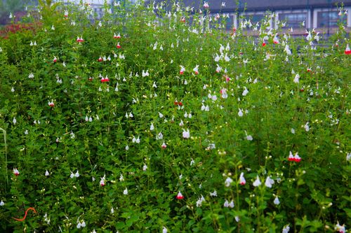 美丽的樱桃鼠尾草【已上麻辣首页】