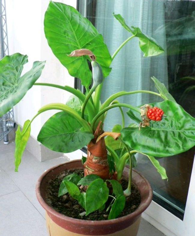 大型绿叶观赏植物——滴水观音