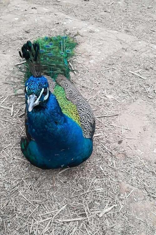 优质蓝孔雀幼苗批发采购 养殖成本 多少钱一只