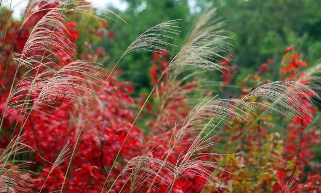 枫叶荻花秋瑟瑟