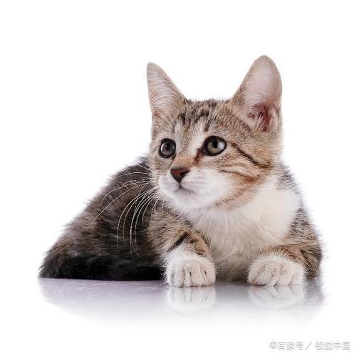 照片中的猫咪很可爱,浑身毛发看起来很是干净.