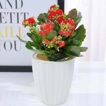 长寿花带花苞盆栽重瓣绿巴黎花苗多肉植物花卉开花红色带花花瓣自吸盆