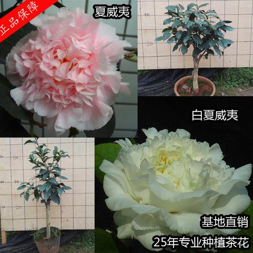 夏威夷 白夏威夷 金边茶花